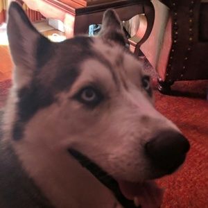 Meet your Posher, Jesse